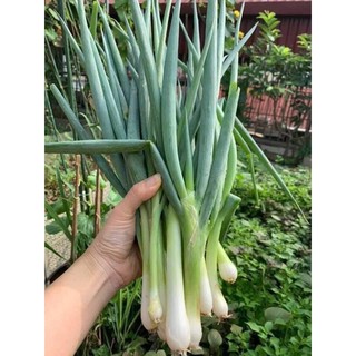 HẠT GIỐNG HÀNH TAEPA KHỔNG LỒ HÀN QUỐC