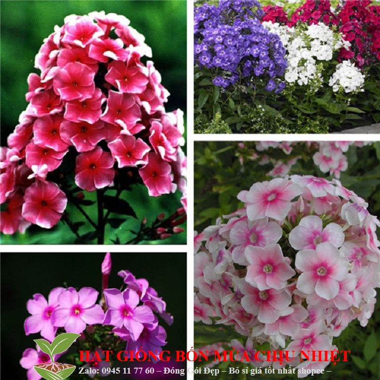 Hạt Giống Hoa thanh trúc Mix 50 Hạt/ Gói ĐẾN MÙA TRỒNG TẾT