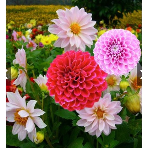 HẠT GIỐNG HOA THƯỢC DƯỢC LÙN MIX MÀU 5GR KHOẢNG 200 HẠT