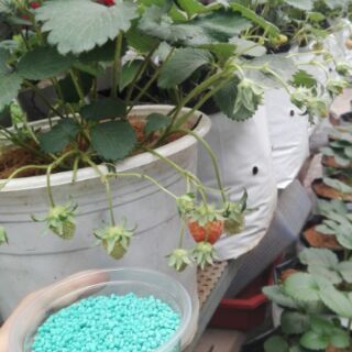 100 gr PHÂN BÓN NPK CHO DÂU TÂY