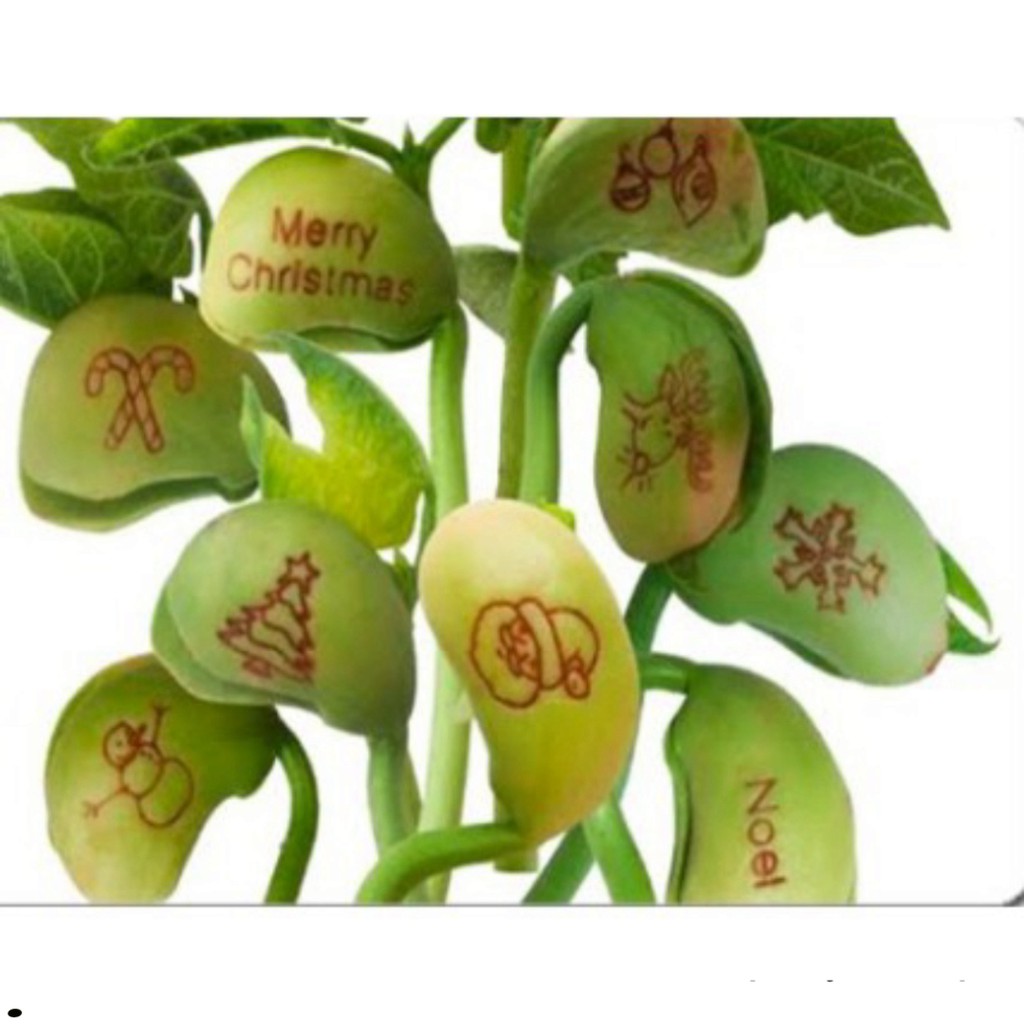 Combo 10 hạt đậu thần kỳ + 10 gói hạt tinh thể  dùng để trồng cây.
