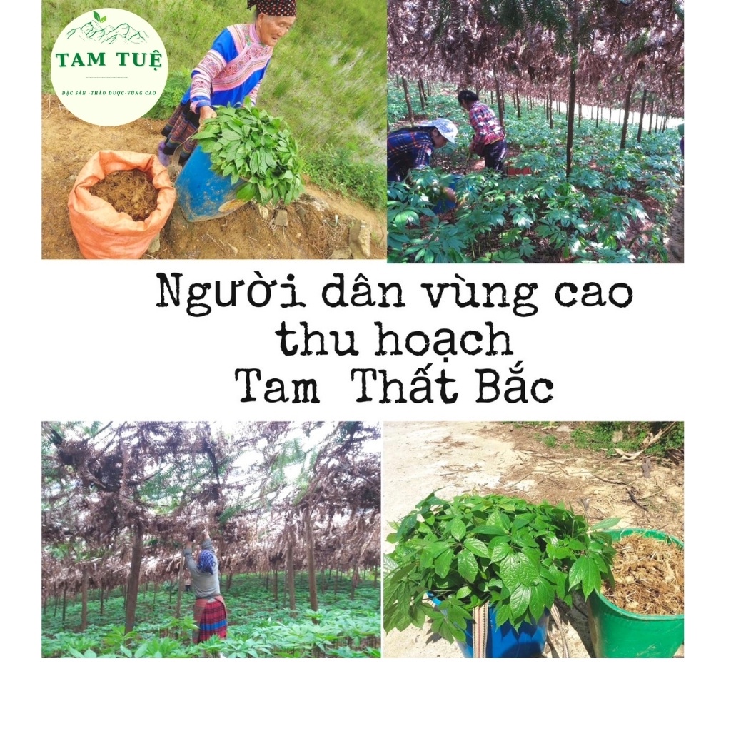 Củ tam thất bắc ,tam thất bắc vùng cao Hà Giang cam kết  hàng chuẩn 100% thảo dược vùng cao