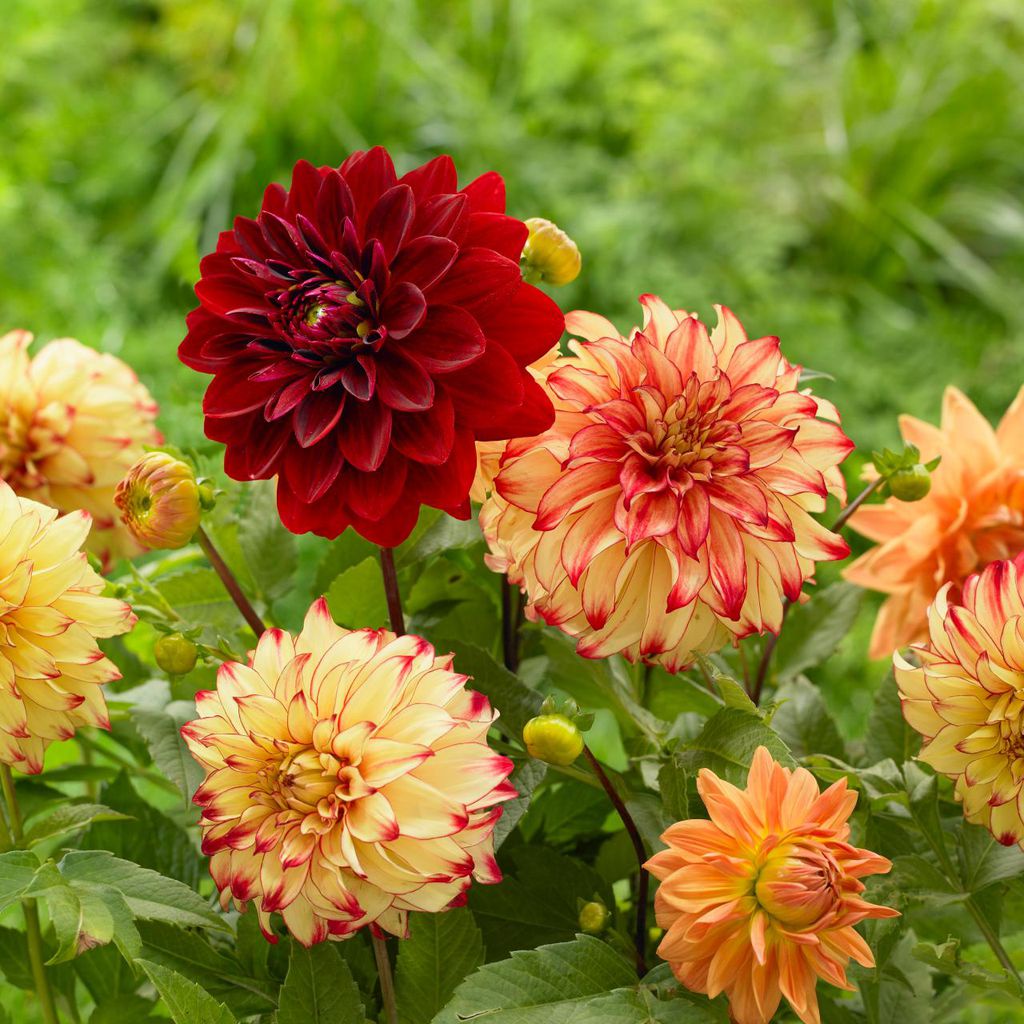 Hạt giống hoa thược dược lai F1 nhiều màu DAHLIA - rau củ quả trồng chậu, sân vườn ban công nảy mầm cao 5 hạt 221