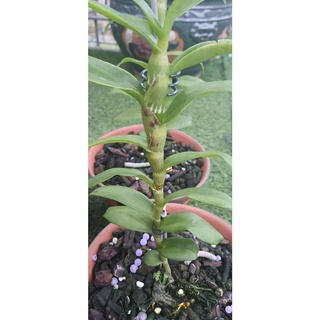 Lan phi điệp đột biến 5 cánh trắng rubi cây đẹp, cam kết chất lượng