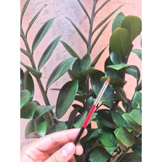 cọ vẽ eyeliner