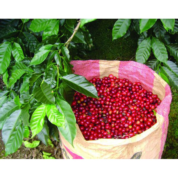 500gr Cafe sạch rang mộc xay sẵn.