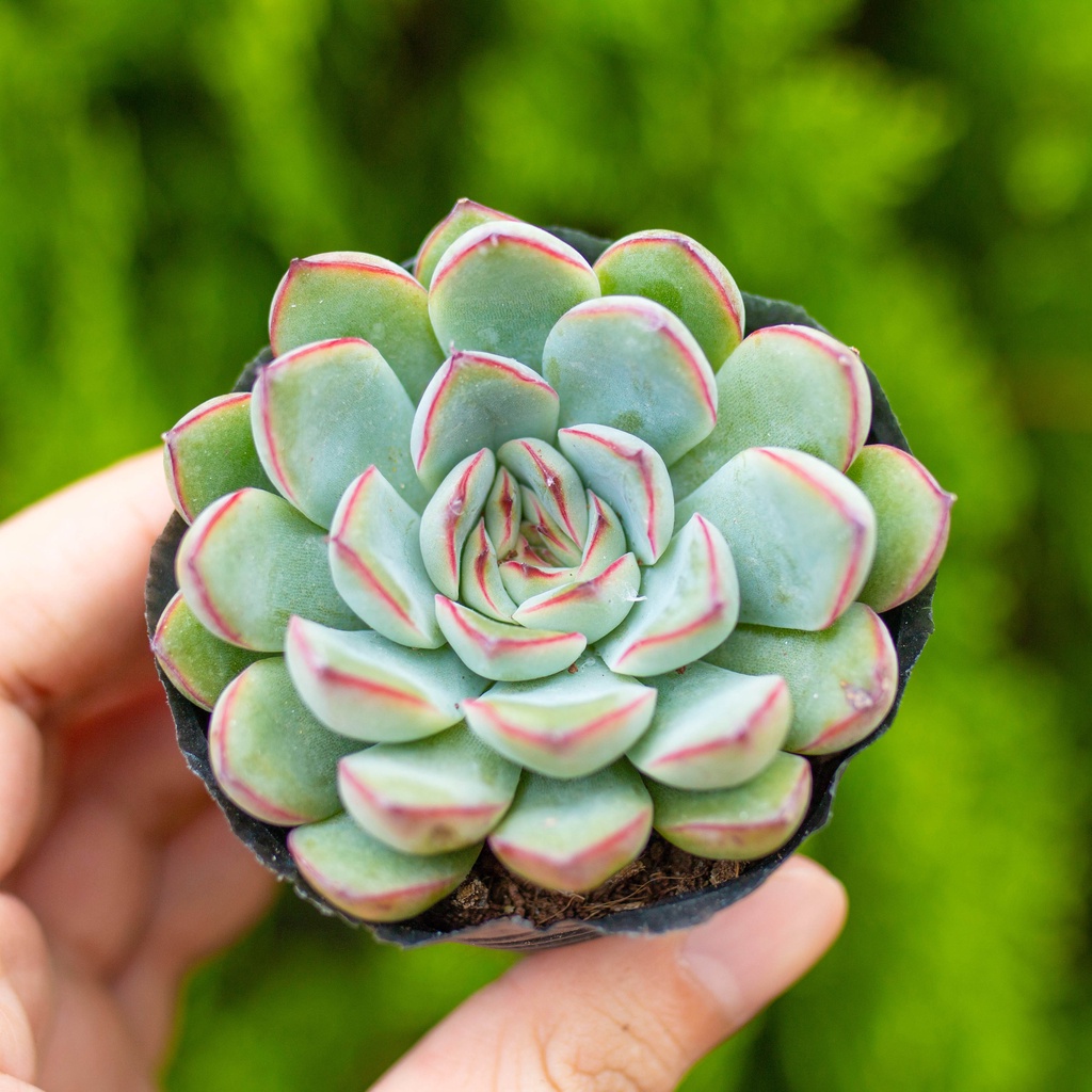 Sen đá viền đỏ 5-7cm - Vườn sen đá