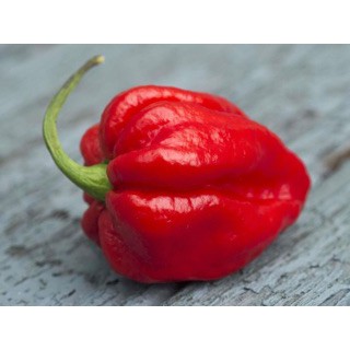 5h Hạt Giống Ớt Siêu Cay Red Habanero (A2.102| C2*W41)