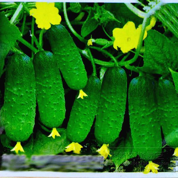 hạt giống dưa leo dưa chuột nếp ta 30h