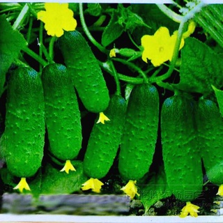 Hạt giống dưa leo dưa chuột nếp ta 30h