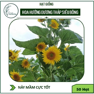 50H - Hạt giống hướng dương tháp siêu bông