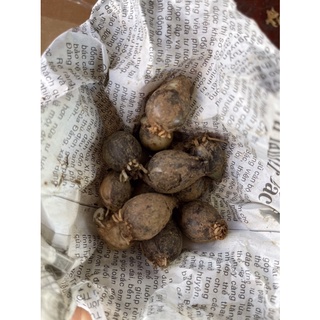 🍀BAO CHẤT🍀Củ hoa Rum đủ màu
