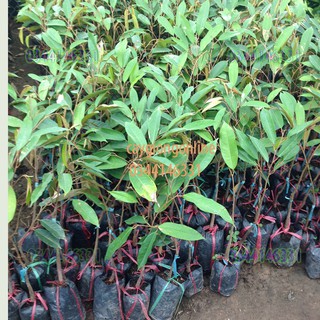 Cây sầu riêng ri 6