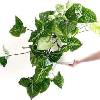 Cây Syngonium White Butterfly.Cây trầu bà trắng.