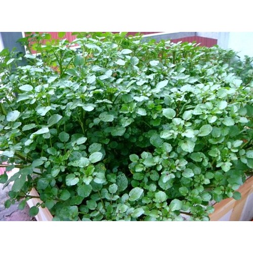 Hạt Giống Rau Xà Lách Xoong Mỹ  -  - Dễ Trồng, Giàu Dinh Dưỡng , Năng Suất Cao