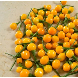 Ớt Peru Aji Charapita Đắt Đỏ Nhất Thế Giới