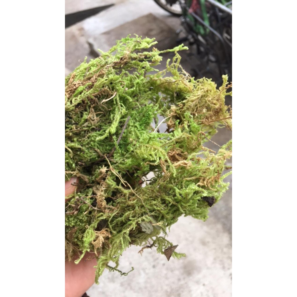 Rêu rừng trồng lan 100gr