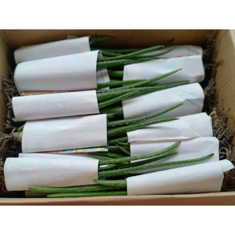 Nha đam con giống Mỹ  , cây con giống cao trên 20cm- 30cm !!