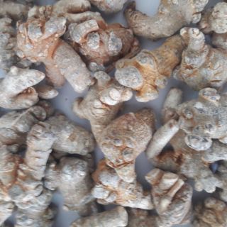 Tam thất bắc Hà Giang