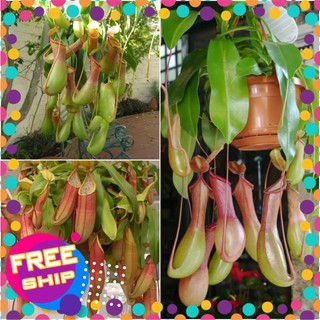 5 Hạt giống Cây nắp ấm (tặng gói Kích nẩy mầm và Hướng dẫn) TRỢ GIÁ KHUẾN MẠI TẾT