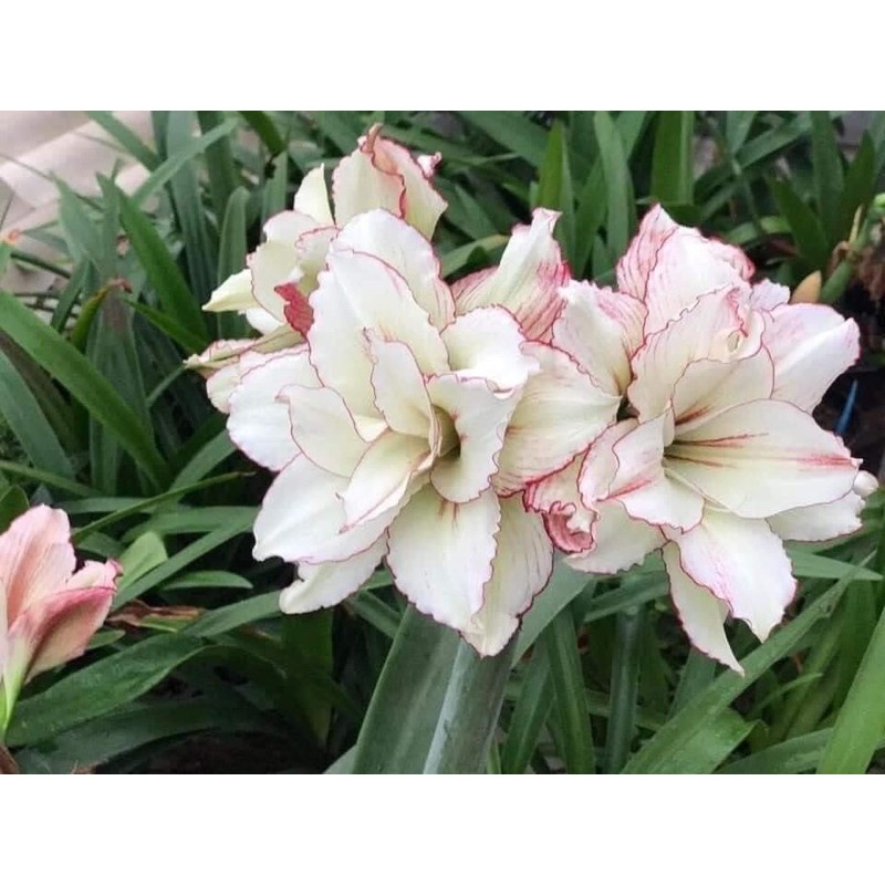 CỦ HUỆ LAN CÁNH KÉP MUA 5 củ tặng 1 củ cùng loại