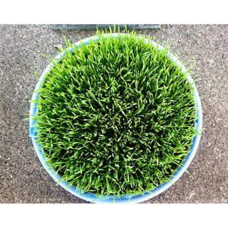 Hạt Giống Cỏ Lúa Mì Sạch túi 1kg