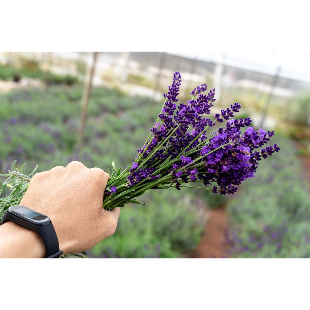 Cây hoa Oải hương Lavender - chậu lớn