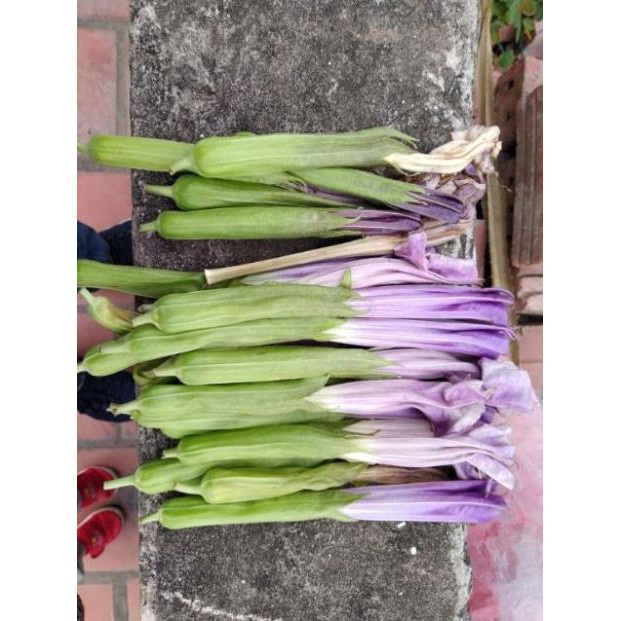 Lá Cà Độc Dược Khô  100G