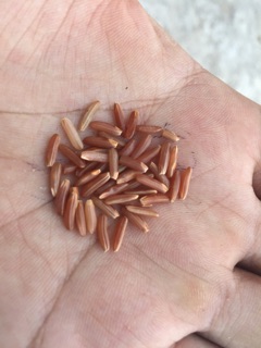 GẠO LỨT ĐỎ THƠM ĐẤT NGỌC (túi 1,5kg)