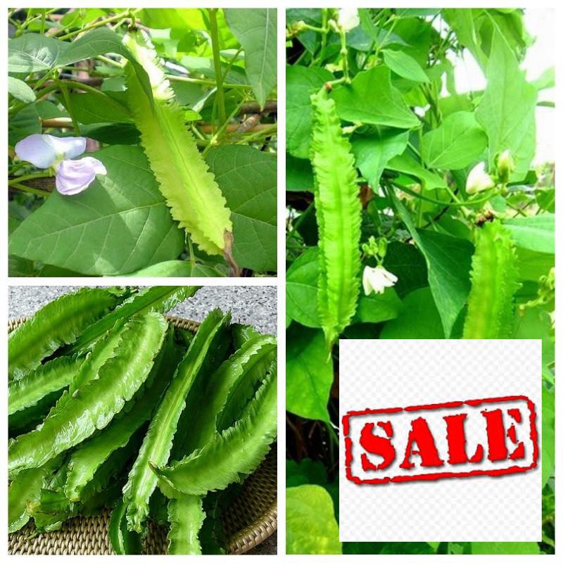 Gói 10 hạt giống đậu rồng SALE