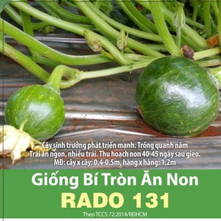 Hạt giống bí tròn ăn non rd 131