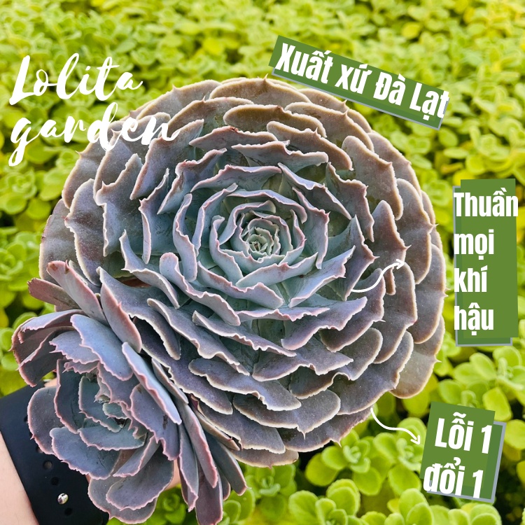 SEN ĐÁ BẮP CẢI LIGHT PURPLE SIZE KHỔNG LỒ 13-15CM, HÀNG ĐÀ LẠT, SIÊU XINH SIÊU KHỎE, LỖI 1 ĐỔI 1