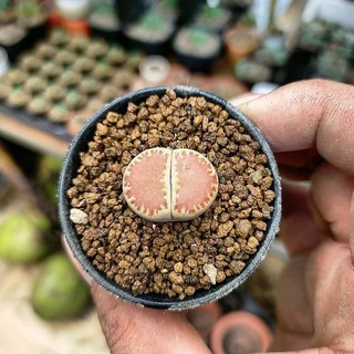 Lithops vân hiếm (1 cây duy nhất)