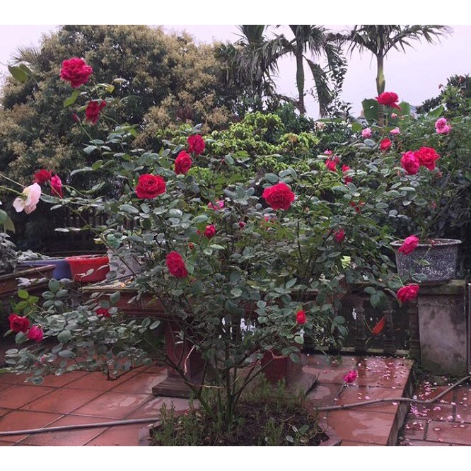 GỐC HOA Hồng Nhung+ Tặng kèm 3 cây chè xanh_ SHIP TÒAN QUOC