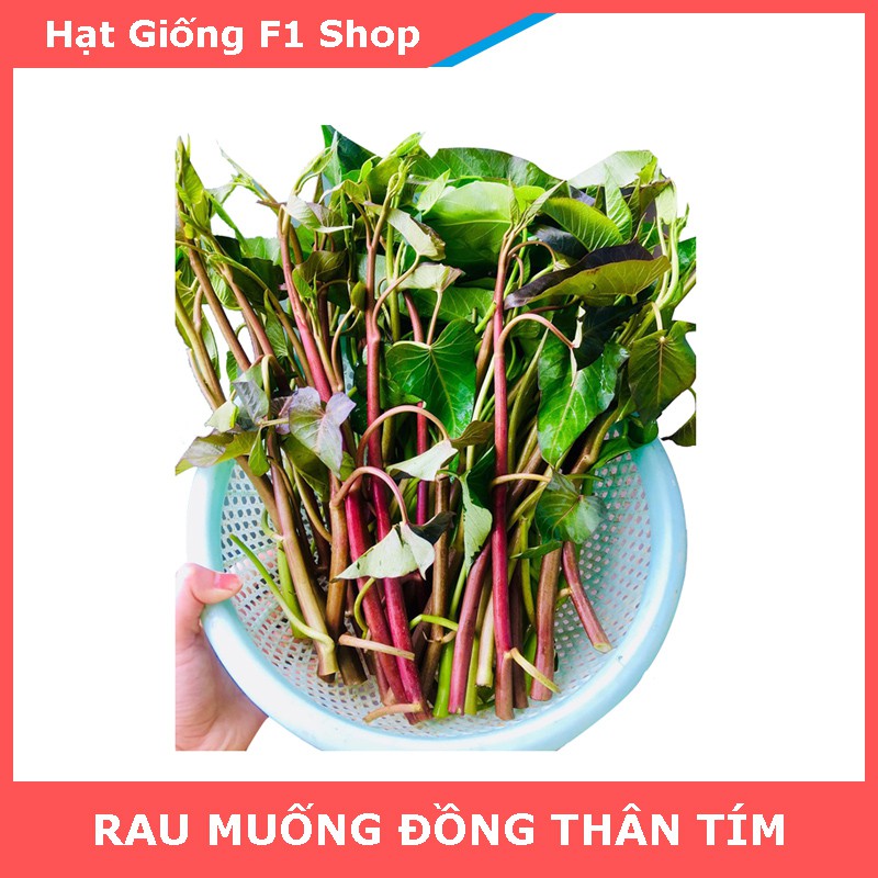 Hạt Giống Rau Muống Thân Tím Nguồn Gốc Tự Nhiên