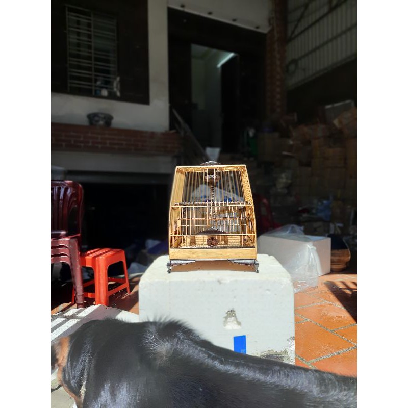 LỒNG THÁI ĐẤU ĐỘ MUN
