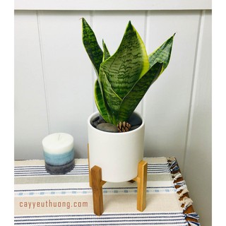 Cây Lưỡi hổ kèm chậu (không kèm đôn gỗ)