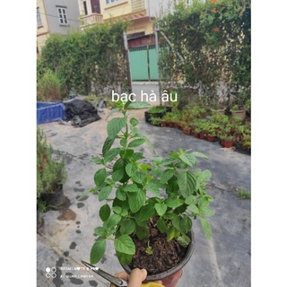 Cây Bạc hà âu, bạc hà pháp. (euromint)