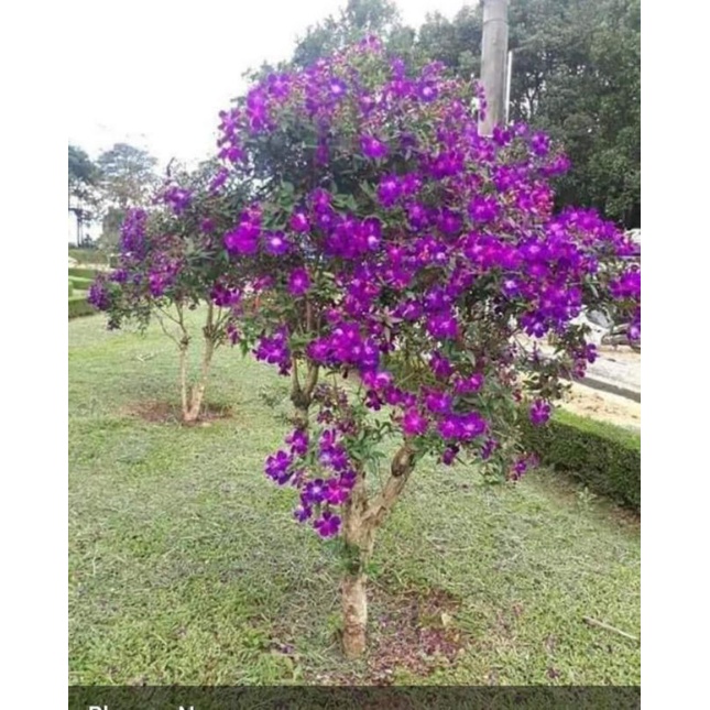Cây giống sim thái hoa quanh năm