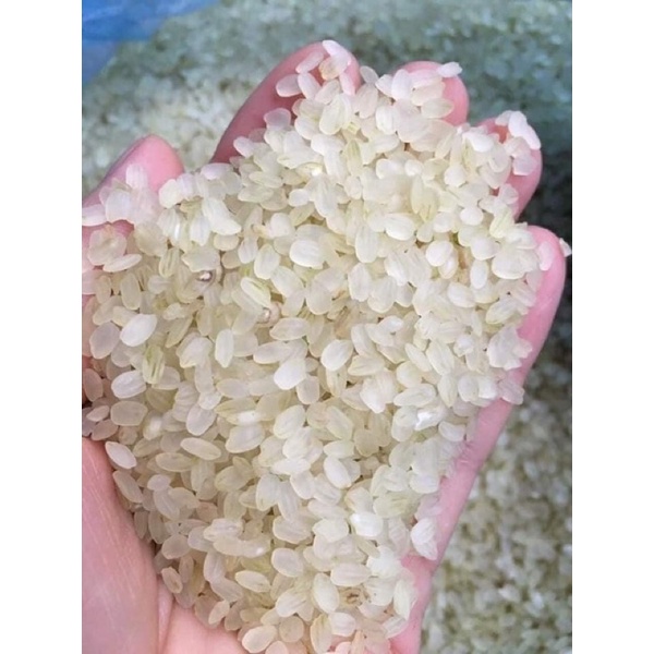 COMBO 3KG GẠO NẾP NON Khẩu Hang ( Đặc Sản Tây Bắc )