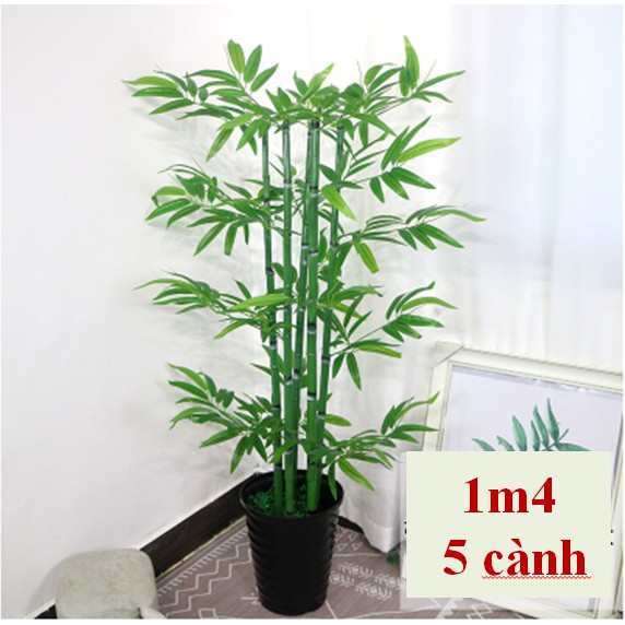 Cây Tre Trúc Cảnh