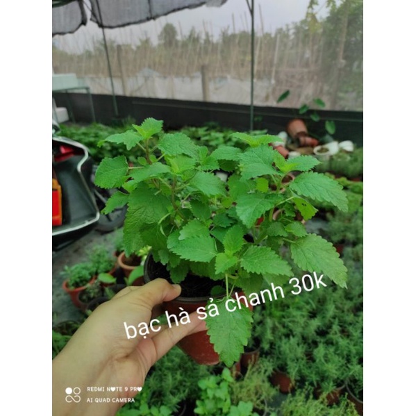Cây bạc hà chanh sả