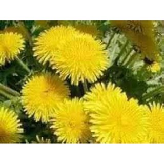 1 lạng HẠT GIỐNG BỒ CÔNG ANH