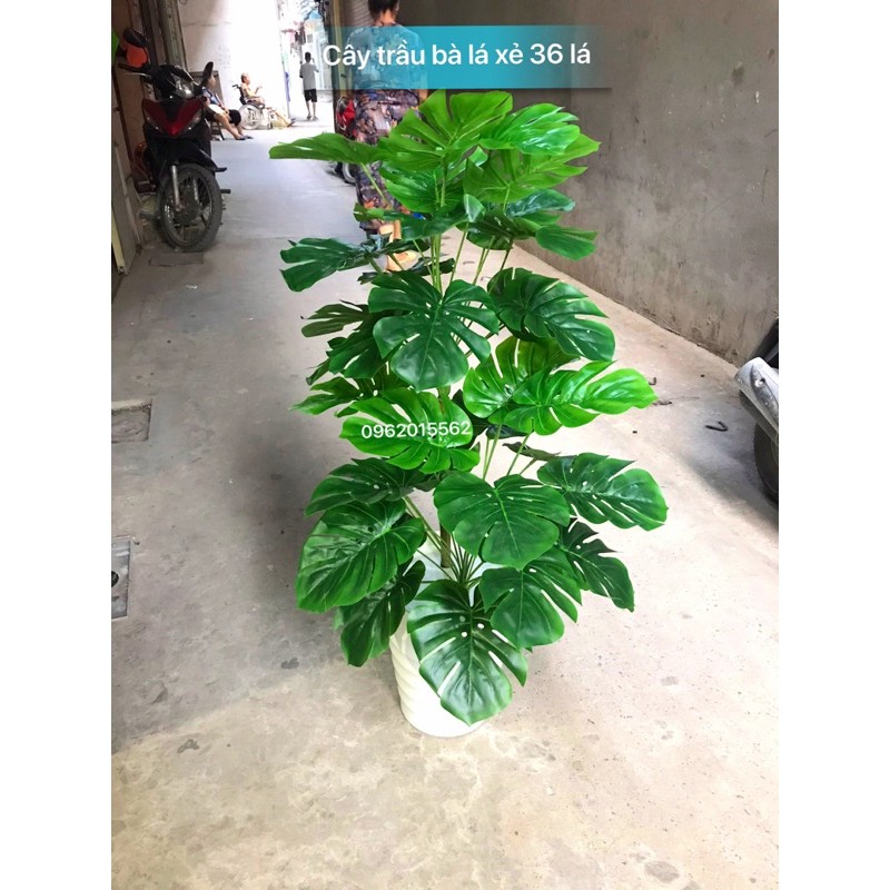 Chậu Cây Trầu Bà Lá Xẻ Cao Cấp