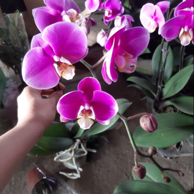 Hoa lan hồ điệp