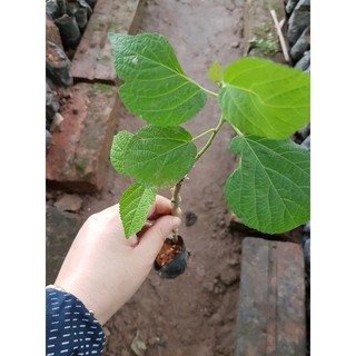 Cây giống an xoa hoa tím