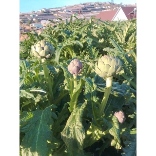 thân atiso khô 500g