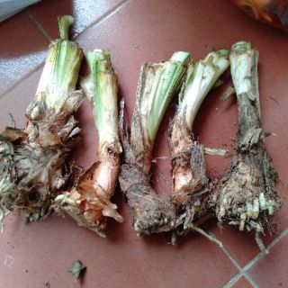 1 củ giống hoa thanh anh