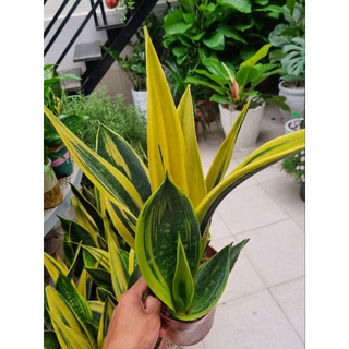 Cây lưỡi hổ hoàng kim - chậu nhiều thân