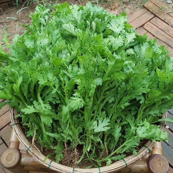 Hạt giống Cải Cúc Bánh Tẻ (Tặng kèm phân)